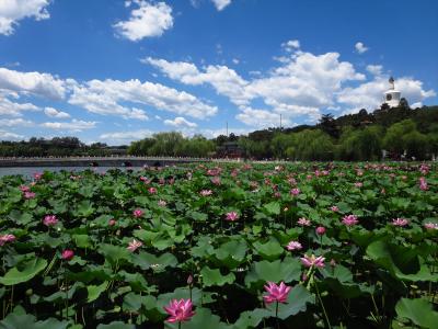 雨のち晴れの北京13★青い空と満開の蓮の花　～北海公園～