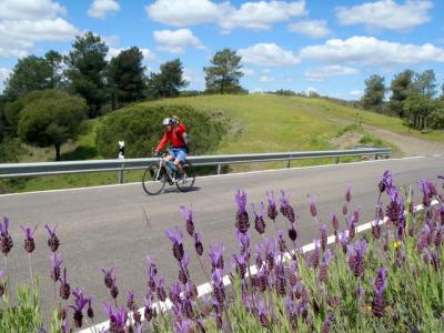 D7 光輝くアンダルシア、コルドバへ、お花畑の中を500mダウンヒル