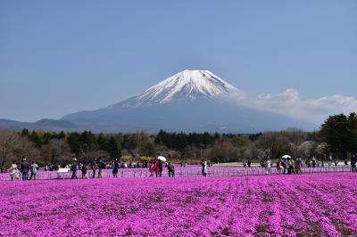 富士芝桜まつりと朝霧高原（富士芝桜まつり編）