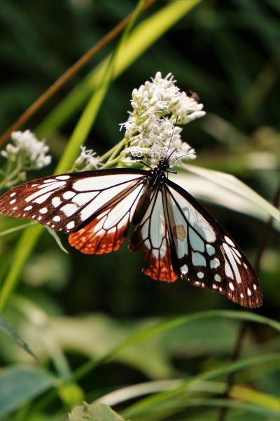 初秋の気配に包まれた六甲高山植物園