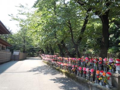 真夏の芝散歩