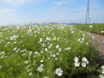 9月に入り　青空の下でコスモス畑も成長中！