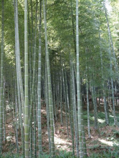 天龍寺の庭園を散策。植物園のように説明表示がたくさん。親切なお寺です。