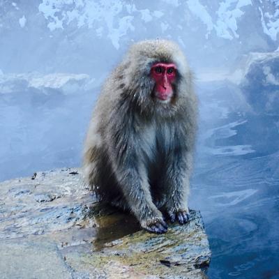 温泉に入る猿 スノーモンキー