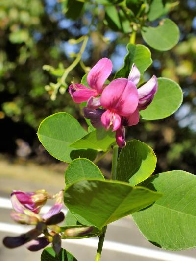 萩や秋草が見頃を迎えた神戸市立森林植物園