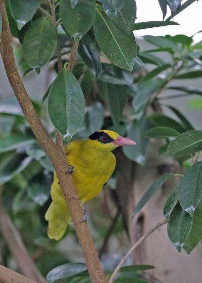 野鳥撮影記録（２０１７年９月）その４・熱帯雨林