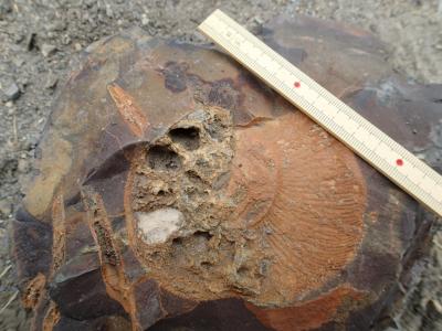 ヒマラヤ野外実習ツアー