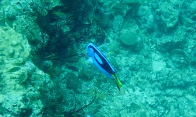 慶良間でボートダイビング。ニモにドリー、タイマイにイソマグロ沢山のお魚に会えました。