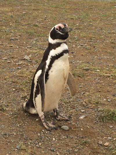 2017	南米　その壱    マグダレナ島　ペンギンツアー