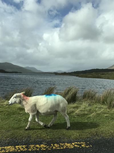 アイルランドのゴールウェイで絶景ドライブ