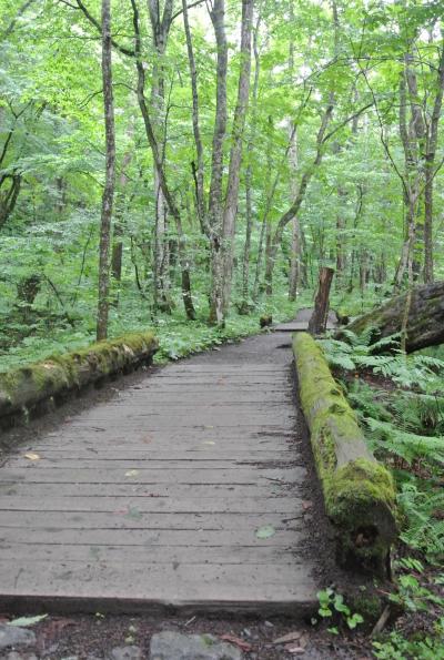 2017夏、東北に想いを馳せて．．．秋田・青森・岩手への旅(2日目 その1、朝の静かな奥入瀬渓流で至福のひと時・・渓流モーニングカフェと渓流散策）