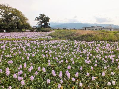 本薬師寺跡に水色のじゅうたんのように咲く４０万株のホテイアオイ