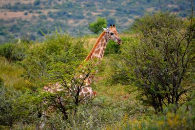 南米大陸から意外に近いアフリカ大陸、３度目のアフリカ探索の旅ーサンシティ（Sun City）野生動物を見て 初めてアフリカにいる事を自覚する#2（Pilanesberg National Park／ヨハネスブルグ／南アフリカ）