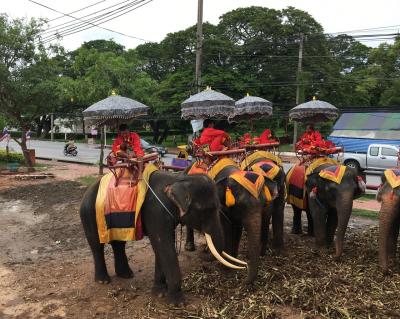 バンコク旅行 リベンジ 象とハグ