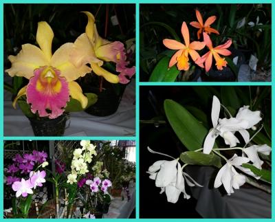 安い、近い、短い旅の記録 No.39 「春の蘭展」に行ってきました。~ダーウィン編 2017年9月16日(土)