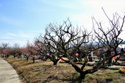 観梅　京都府城陽市の青谷梅林。奈良県の県営馬見丘陵公園