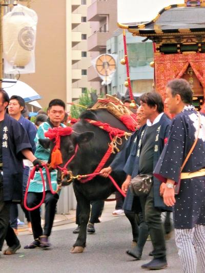 ＜御鎮座1160年記念＞５年に１度だけの牛嶋神社大祭（・ω・）/♪