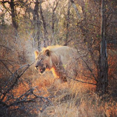 サファリと砂漠のアフリカ夫婦旅３ ロイヤルフラネ国立公園 大迫力ライオンとゾウの対決