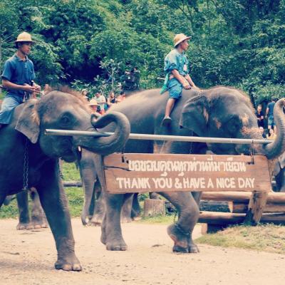 20170909-0910@チェンマイ_Maesa Elephant Camp