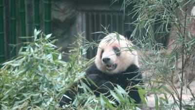 北京動物園・頤和園・帰国（2017年夏）