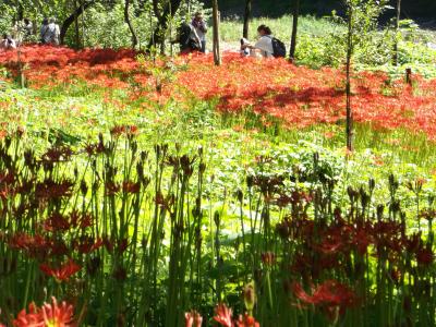 彼岸の前に満開彼岸花…巾着田を訪ねて