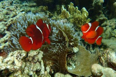 スラウェシ島　マナドの旅（４）～ブナケン島４日目　シュノーケリング（フクイ、ティモール）～