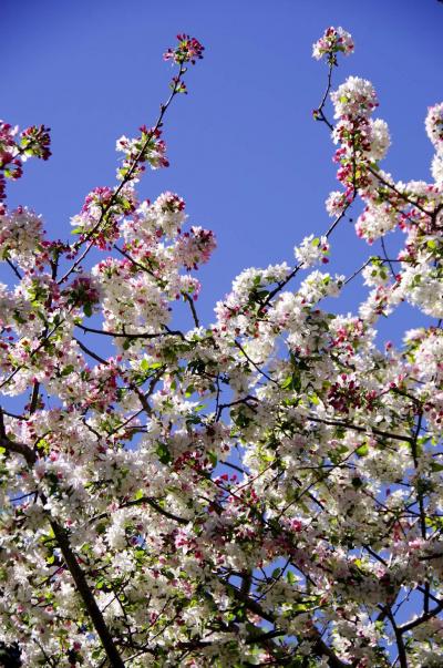 G'day mate! 春爛漫の住宅地をお散歩♪Spring is in the air♪