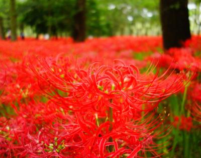 【2017年】曼珠沙華の別名は死人花、美しい花と思い出と