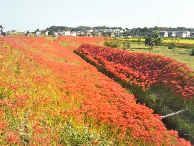 2017矢勝川の彼岸花が見頃を迎えます。