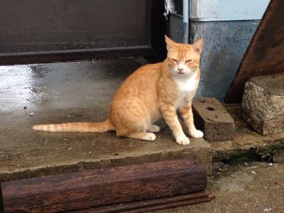 空港から約1時間、水上家屋を見に大澳(TAI O)へ
