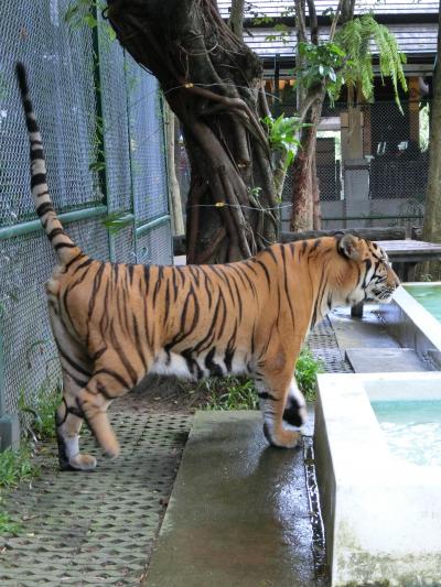 夏休み全行程LCCで行く、のんびりまったりタイ北部旅行~①~