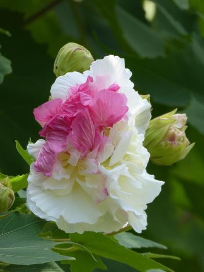 ９月　酔芙蓉と彼岸花を見に「花の文化園」へ・・・