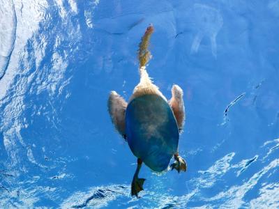 2017年秋!:Sunshine aquariumサンシャイン水族館『天空のペンギン』水槽でペリカンのフィーディングタイムでの『空飛ぶペリカン』に感動！(家族で!)