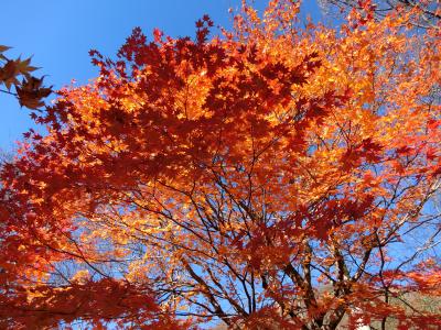 素晴らしい紅葉,奥入瀬渓流と弘前城　一人旅①