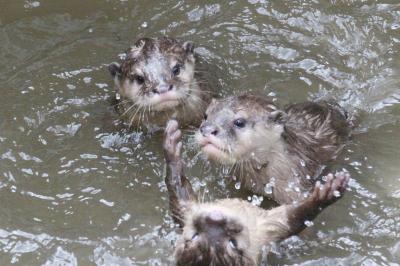 コツメカワウソの三つ子の赤ちゃんの成長ぶりが見たくて敬老の日は智光山公園こども動物園へ