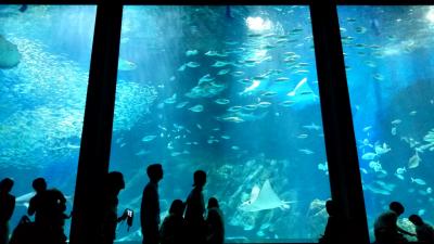 連休のヒルトン福岡シーホーク～フェリーうみなかラインで行くマリンワールド海の中道水族館 その2