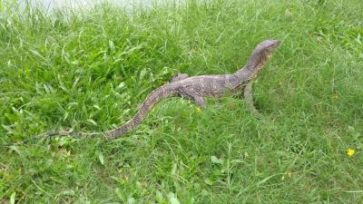 バンコクのオオトカゲに会いにゆこう～タイ王国・ルンピニ公園～