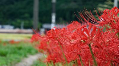 京都亀岡・ひがん花の里で秋の先取り