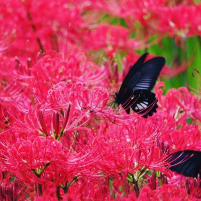 一面の赤絨毯！！巾着田の曼殊沙華まつり