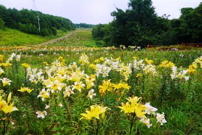 2017.8 ちょっと遅かったけど「オーンズ春香山ゆり園」