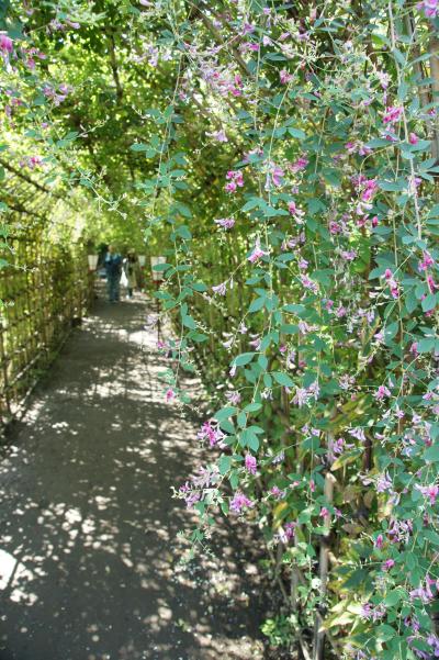 20170924 向島 向島百花園の萩のトンネル…には、早かったかな？ → 古民家カフェ こぐまの焼きオムライス