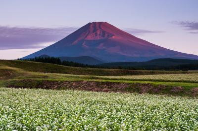 2017年山中湖ロッジ滞在記（７）　初秋の富士山を撮り歩く～蕎麦の段々畑に聳える赤富士etc～
