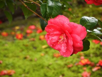 春の京都ひとり旅【９】三日目・法然院、安楽寺、霊鑑寺の春季特別拝観、椿の美しさを知る。