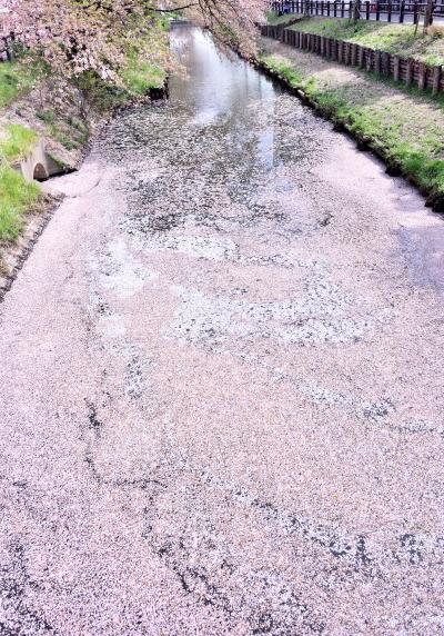 娘に良縁　逢いたい　愛鯛　あい鯛祈願　川越氷川神社 ＆ 追加更新 の 花筏