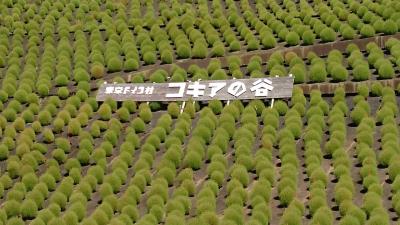 東京ドイツ村にもコキアあります❢