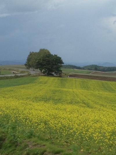 北海道を満喫！丘を巡る美瑛