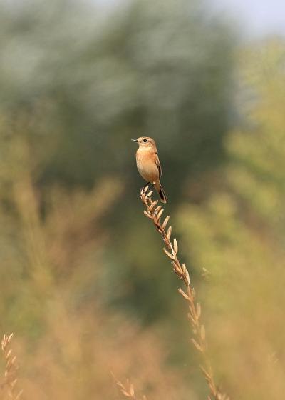 野鳥撮影記録（２０１７年９月）その７