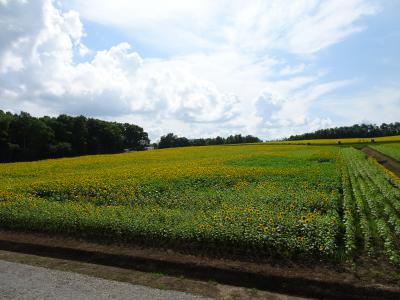 北の国から2017夏①小樽~札幌~北竜☆2歳4ヶ月
