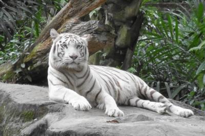 リベンジ!! シンガポール その2  シンガポール動物園で癒される