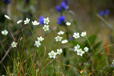 ◆秋風そよぐ羽鳥湖高原の野の花